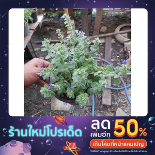 ฟ้าประดิฐ ส่งพร้อมกระุถาง5.5นิ้ว