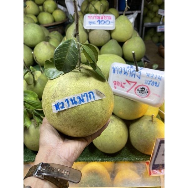 ส้มโอพันธุ์🍐ขาวน้ำผึ้ง(0.9-1กก/70)💁🏻‍♀️อัปเดต25เมย69/หวาน60-70%📌ร้านส้มโอเจ๊หมวย⛩️ตลาดน้ำดอนหวาย