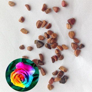 30 เมล็ด ดอกกุหลาบ สีเรนโบว์ พันธุ์แคระ กุหลาบจิ๋ว Rose Seeds