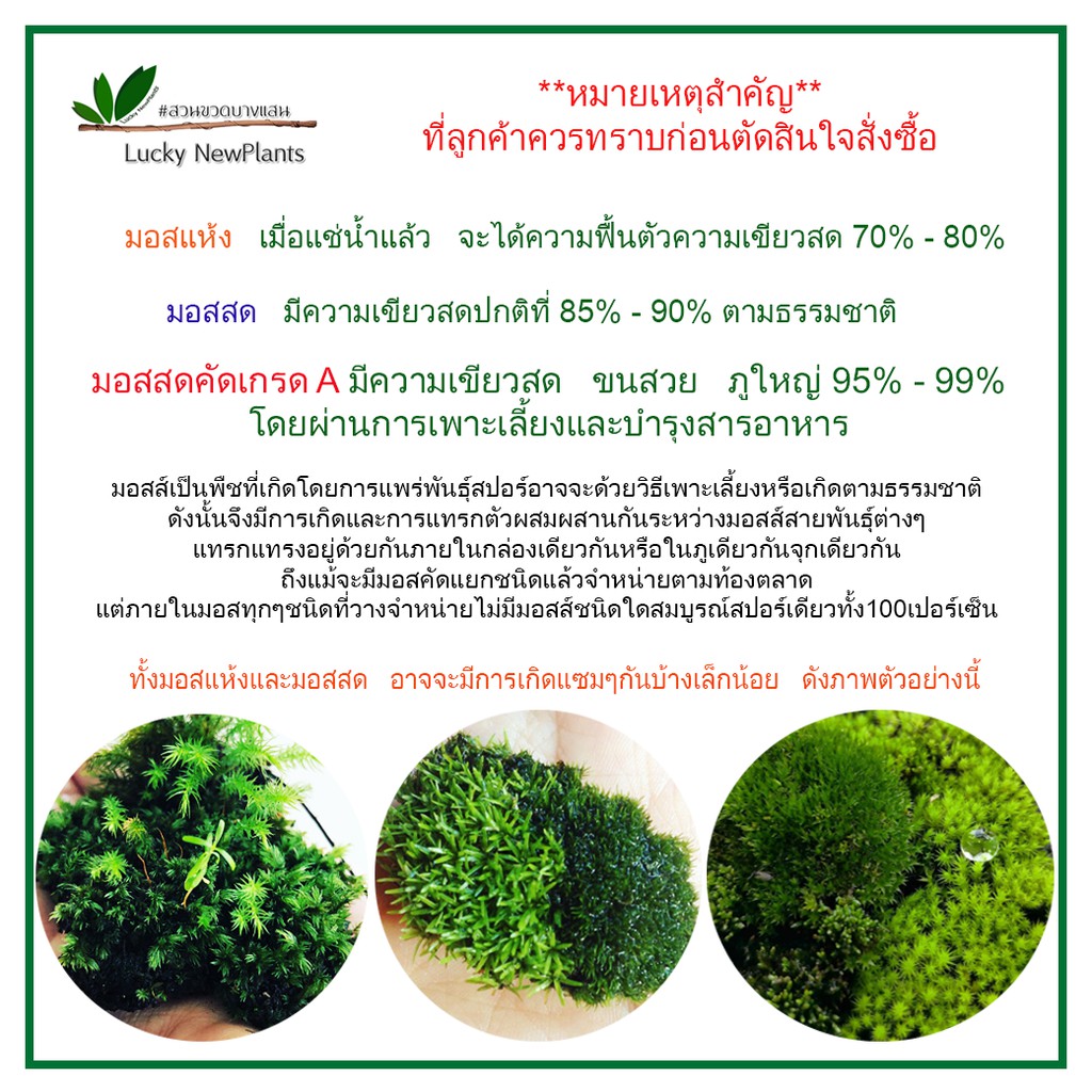 มอสแห้ง มอสจัดสวน กล่องละ 70฿ มีให้เลือก 3 ชนิด แถมฟรีคู่มือ - รูปที่ 5