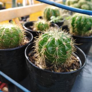 🌵 แคคตัส​ echinopsis calochlora