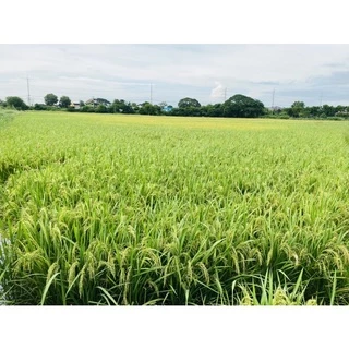 สั่งเบ่ง 1 ลิตร ลมเบ่ง สร้างแป้งข้าวออกเสมอจิ๊บ+อะมิโน+สาหร่าย+ธาตุอาหารรองMg,zn,B,Ca