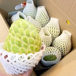 น้อยหน่าเพชรปากช่อง‼️ เม็ดน้อย เนื้อเยอะ ( 🌟พร้อมส่ง ! ) หวานๆ เก็บสดจากสวน💯 ไซต์เล็ก 4-5 ลูกโล