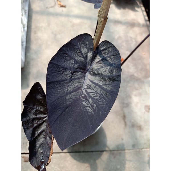 colocasia black coral