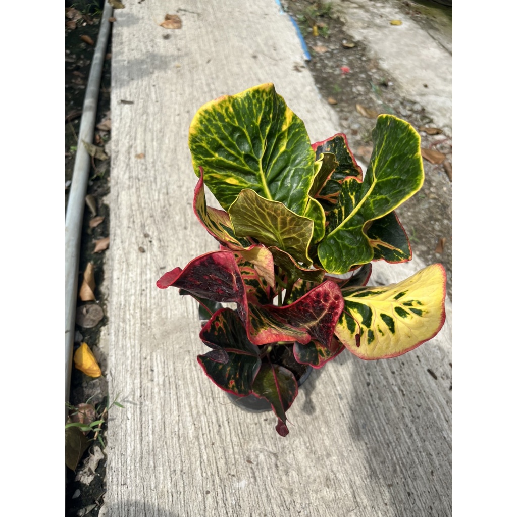 มุมมอง 4