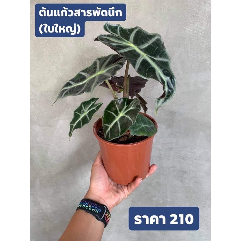 My Image 31