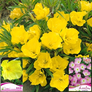 เมล็ดอีฟนิ่งพริมโรสสีเหลือง/สีชมพู  yellow/Pink Evening Primrose  เมล็ดนำเข้า
