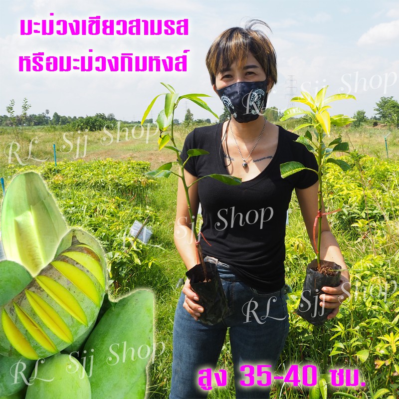 1 ต้น ต้นพันธุ์มะม่วงมันขุนศรี พันธุ์โบราณหายาก รสชาติดีทัั้งผลดิบและทานสุก ต้นเสียบยอดสูง35-40 ซม.พร้อมส่ง