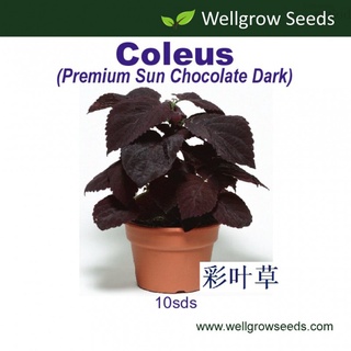 Seeds : Coleus Premium Sun Chocolate Dark pelleted (10sds) Caulis: Unique Sun Series (ดาร์กช็อกโกแลต) ATI-atied se seeds