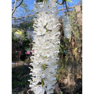 กล้วยไม้ ไอยเรศ เผือก : Rhynchostylis retusa ‘alba’