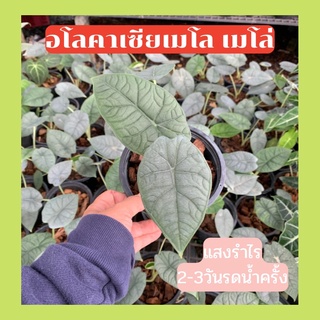 ต้นอโลคาเซียเมโล เมโล่ Alocasia Melo ส่งพร้อมกระถาง 6 นิ้ว