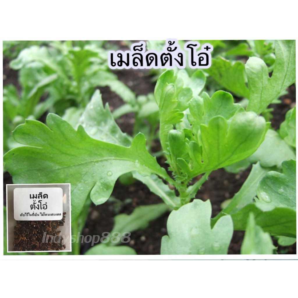 เมล็ดตั้งโอ๋ 100 เมล็ด [10 แถม 1 คละได้]