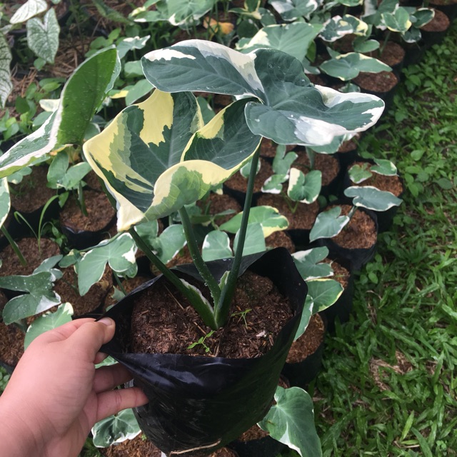 ต้น ว่านถุงเงินถุงทอง