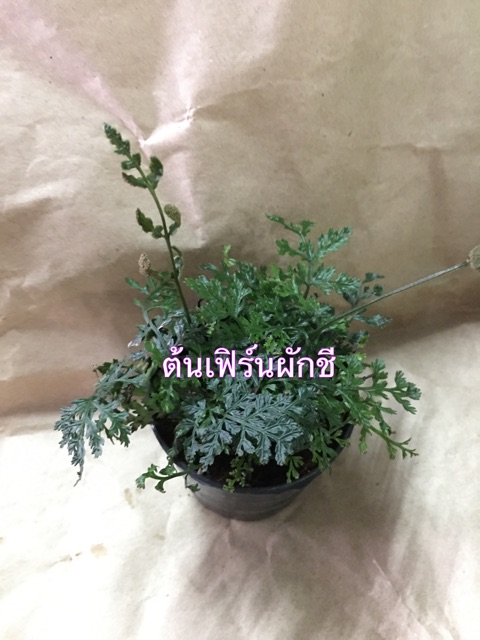 ต้นไม้ประดับ_หลากหลายชนิด - รูปที่ 7