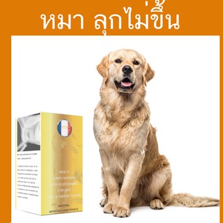 calflex ดีไหม CalFlex สุนัข pantip CalFlex pantip อาหารเสริม สุนัข Pantip ยาบํารุงข้อสุนัข ยี่ห้อไหนดี การรักษา ยาบำรุงข