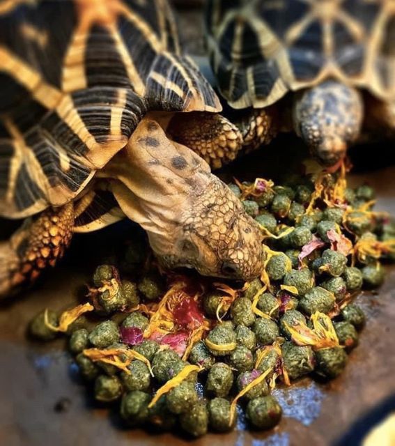 อาหารเต่าบก Macfn สูตรกระบองเพชร แพคเกจ 3 กิโลกรัม - รูปที่ 2