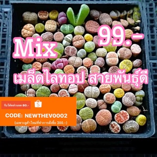 Rare Mix Lithops seeds 20pcs 99.-