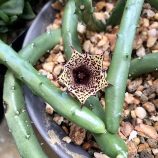 กิ่งเก๋งจีน Huernia erinacea 🌵