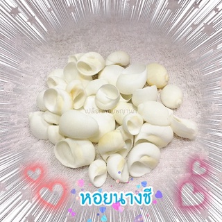 เปลือกหอยหอยนางชีสีขาว แพ๊ค 100 กรัม