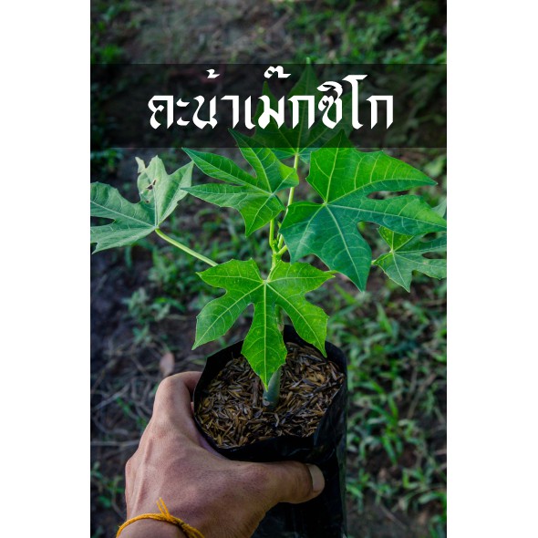 คะน้าเม๊กซิโก ไชยา หรือ ชายาประโยชน์เยอะ กินแทนคะน้าได้เลย
