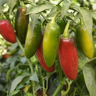 เมล็ดพริกจาราปิโน่ (Jalapeno Pepper) 100 มล็ด พริกแม็กซิกัน สายพันธุ์ OP