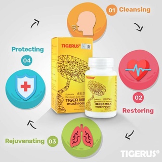 เห็ดนมเสือ - Tigerus Tiger Milk Mushrooom Supplement 60s