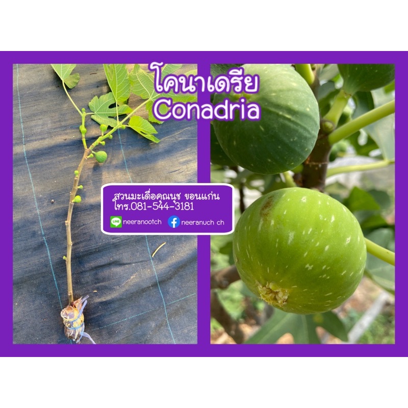 มะเดื่อฝรั่ง กิ่งตอนมะเดื่อฝรั่ง โคนาเดรีย conadria fig air layer