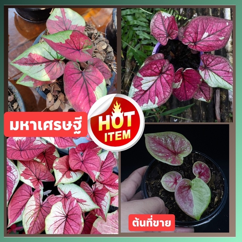 มหาเศรษฐี💢 บอนสีมีชื่อดังrare litem 🍀บอนสี ป้ายด่าง🔥หายากไม้ชื่อมงคลปลูกแล้วได้เป็นมหาเศรษฐี😁บอนป้าย