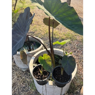 โคโลคาเซียแบล็คเมจิก กลาย (colocasia black magic var.)