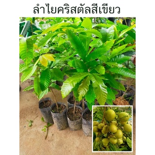 ต้นกล้าลำไยคริสตัลสีเขียว สูงประมาน 50-60ซม.