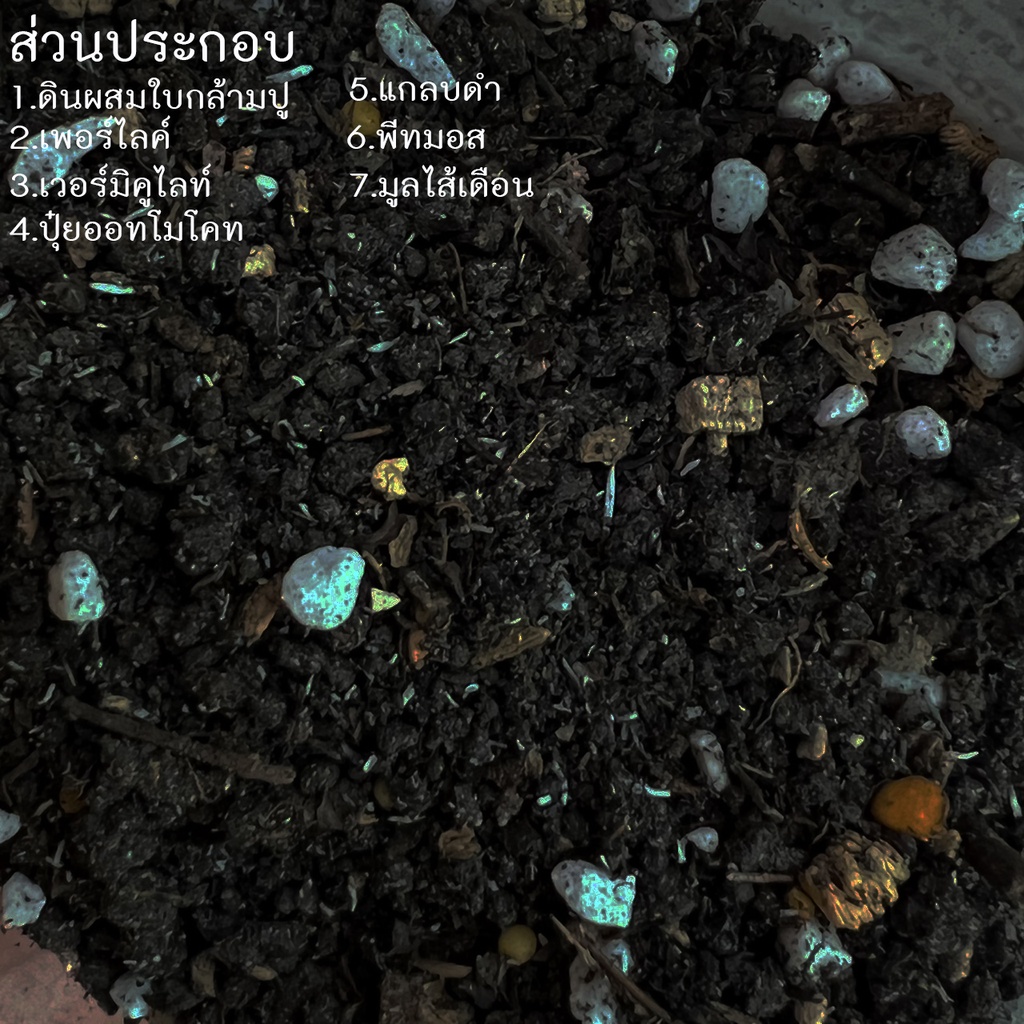 (แถมฟรี! สตาเกิลจี) ดินปลูกแคคตัส ขนาด 1 กก. ดินกระบองเพชร ไม้อวบน้ำ ผสมสำเร็จพร้อมปลูก สูตรเร่งดอก ต้นอวบ   ดินผสมใหม่ ราคา ถูกที่สุด ดีลบีเคเค แกลเลอรีภาพที่ 2