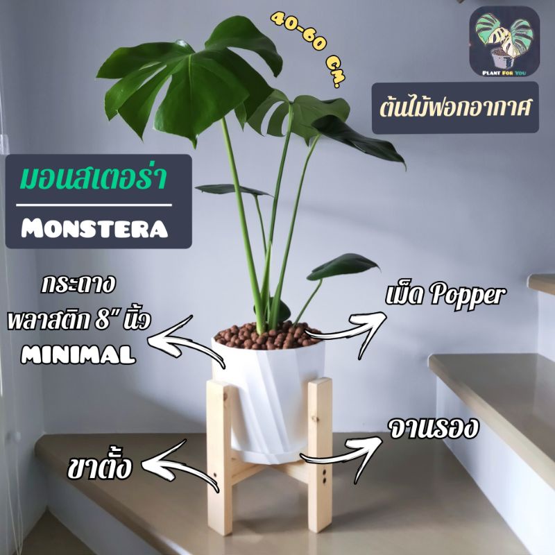 ต้นมอนสเตอร่า Monstera 40-50 Cm. พร้อมกระถางพลาสติก MINIMAL 8"นิ้ว+จานรอง+เม็ดPopper+ขาตั้ง (ต้นไม้ฟ