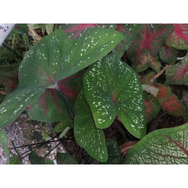 บอนนางไหม นางไหมเขียว บอน บอนสี บอนสีนางไหม บอนสีนางไหม ทักแชทขอดูรูปเพิ่มเติมสอบถามรายละเอียดได้