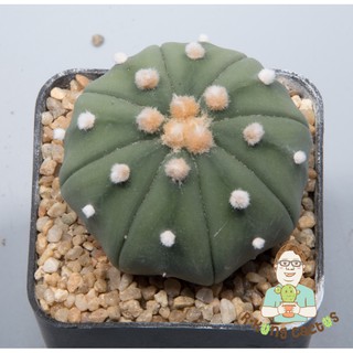 Astrophytum โออิโบะ   SP.236