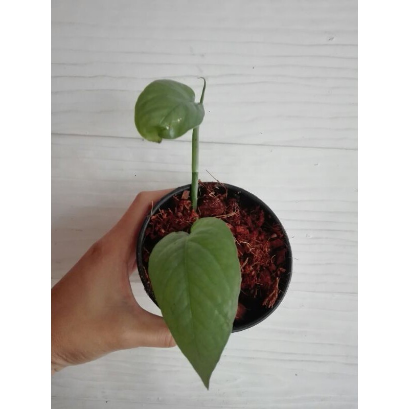 อีพิบลู epipremnum pinnatum cebu