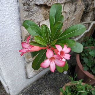 Adenium Desert Rose Seeds ดอกไม้ที่อุดมไปด้วยเมล็ด 10 seedsเด็ก/หมวก/seeds/ผักชี/สวน/สร้อยข้อมือ/บ้านและสวน/ทานตะวัน/ผัก