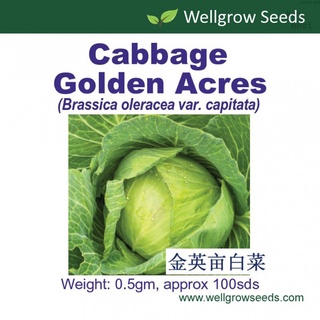 Golden acres (0.5gm approx 100sds) สีทองเอเคอร์กะหล่ำปลี seeds seeds seeds seeds OH3G