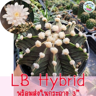 LB 2178   LB Hybrid (Gymnocalycium LB Hybrid) กระบองเพชร