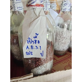 เชื้อเห็ดเป๋าฮื้อเชื้อเห็ดเมล็ดข้าวฟ่าง 1ขวด