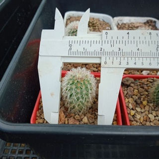 กระบองเพชรเรนโบว์แคคตัสEchinocereus rigidissimusไม้เมล็ดอายุประมาณเกือบ2ปีรูปทรงและขนหนามกำลังออกสีสวยงามมาก