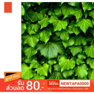 น้ำหอม NG Natures Garden นำเข้าจากอเมริกา กลิ่น  ENGLISH IVY FRAGRANCE OIL ขนาด 16 ออนซ์