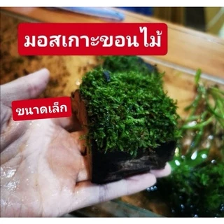 ไม้น้ำแต่งตู้ปลาขอนไม้ติดมอส ❤️ ขอนไม้ใหญ่พันมอสขนาดไม่เกิน15cm.