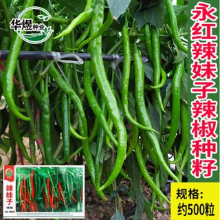 🌶💖เมล็ดพริกร้อน Yonghong (ประมาณ 500 เม็ด)💖🌶