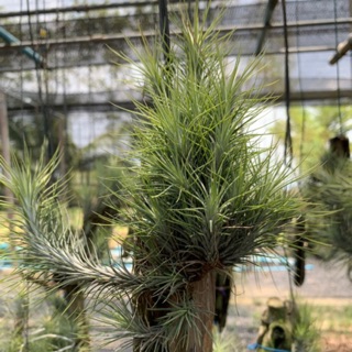 ทิลเเลนเซีย สับปะรดสี ฟั้งเคียน่า Tillandsia Funckiana