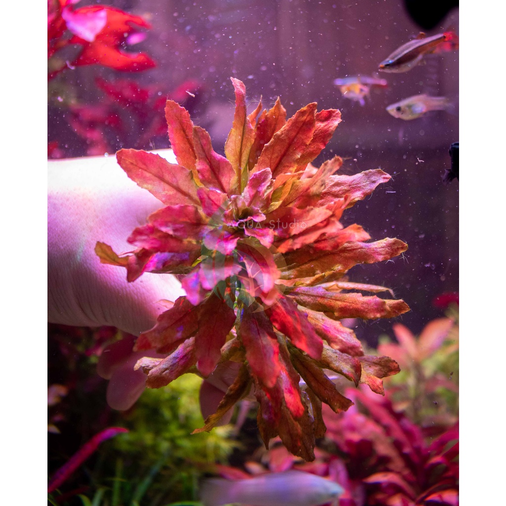 ลัดวิเจียปิโลซา/สเปโรคาร์ปา Ludwigia Sphaerocarpa