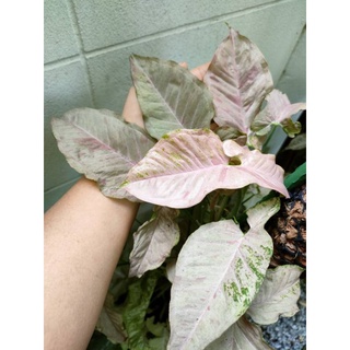 💥💥ต้นออมชมพูด่าง (พิงค์สปอต) Syngonium  pink spot ใบสวยๆ รากแน่น