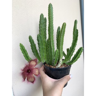 เก๋งจีน ดอกปลาดาว stapelia gigantea ตัดสด/กระถาง 2นิ้ว