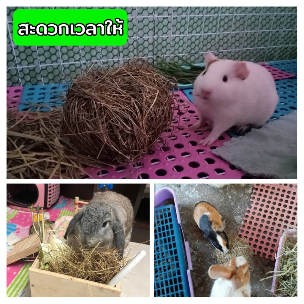หญ้าแพงโกล่าบอล​  หญ้าแพงโกล่าอบแห้งสำหรับกระต่าย 1ถุง​ 6​ ลูก​ สะดวก ปลอดภัย สะอาด ราคา ถูกที่สุด ดีลบีเคเค แกลเลอรีภาพที่ 3