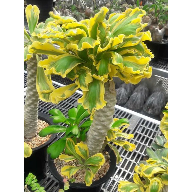 ยูโฟเบีย​ Euphorbia poissonii variegated​ ต้นทองอำพัน(ส่งพร้อมกระถาง​4-5นิ้ว)