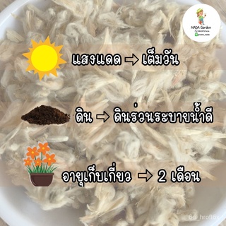 เพิ่มปริมาณสุดคุ้ม!! เมล็ดพันธุ์ บานไม่รู้โรยสีแดง 200 เมล็ด เมล็ดพันธุ์OPแท้ อัตราการงอกสูง มักกะโรนี/แม่และเด็ก/เด็ก/แ
